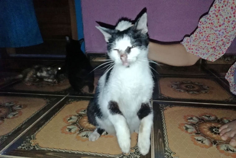 Kami Dan Kucing Kampung Sama Sama Makan Nasi Halaman All Kompasiana Com