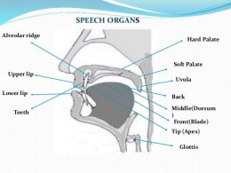 Speech Organs and How They Produced Sounds