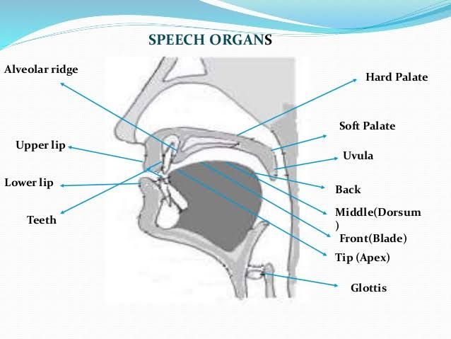 Speech Organs and How They Produced Sounds