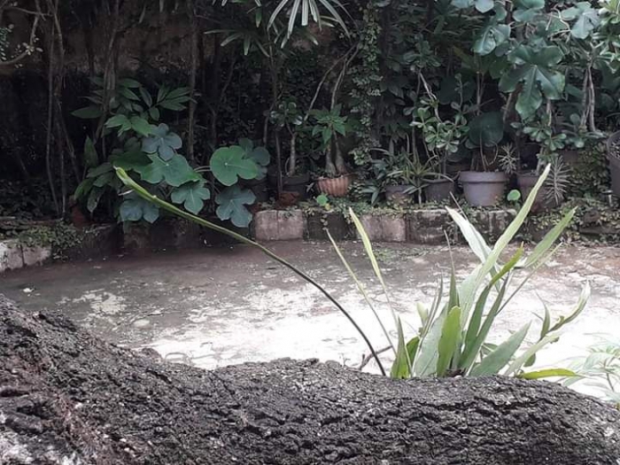 Tanaman Wijaya Kusuma di batang pohon mangga depan rumah Ibu. Photo by Ari