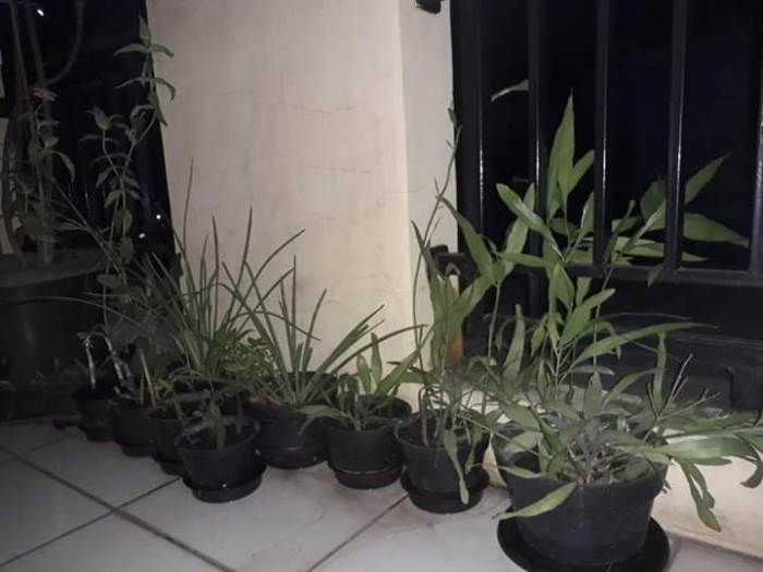 Koleksi tanaman di balkon depan kamar kos saya. Photo by Ari