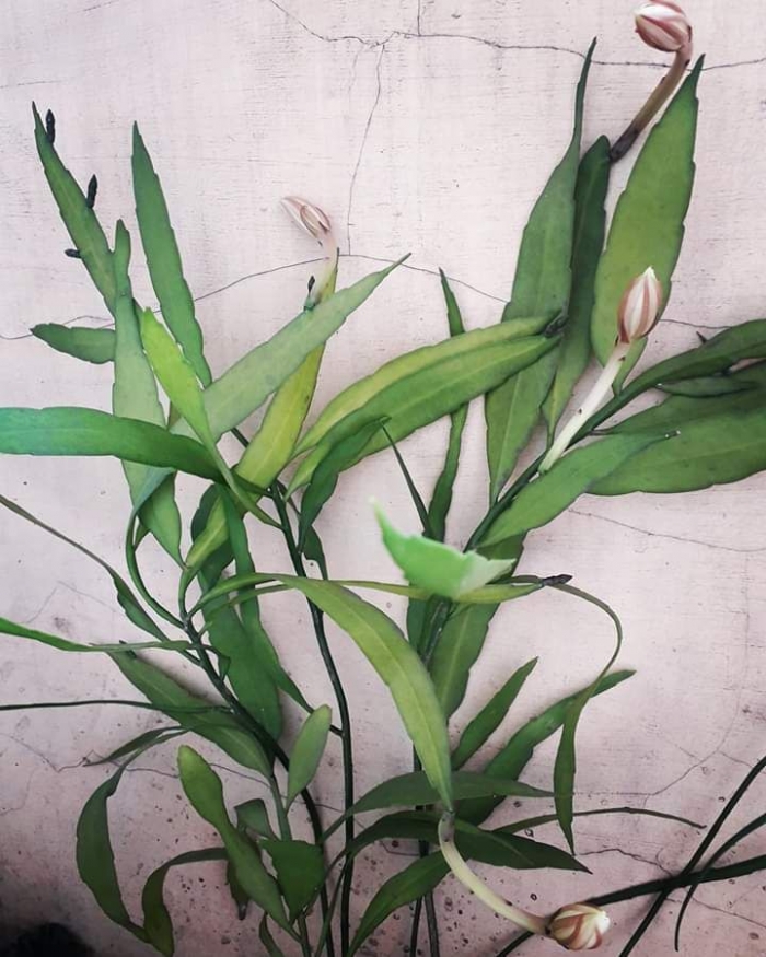 Tanaman Wijaya Kusuma tumbuh subur di kos saya. Photo by Ari