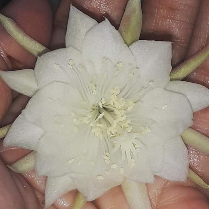 Bunga Wijaya kusuma di telapak tangan pemiliknya. Photo by Ari