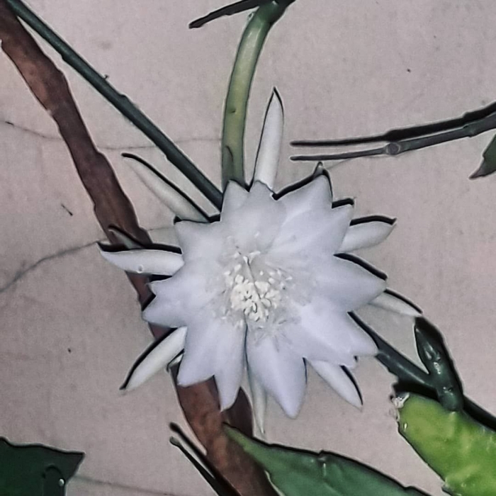 Bunga Wijaya Kusuma mekar kemaren malam. Photo by Ari