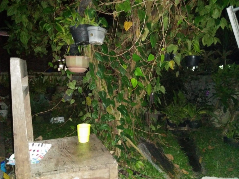 Kursi kayu, segelas kopi sachet, daun sirih dan pokok mangga di belakang rumah (dokpri)