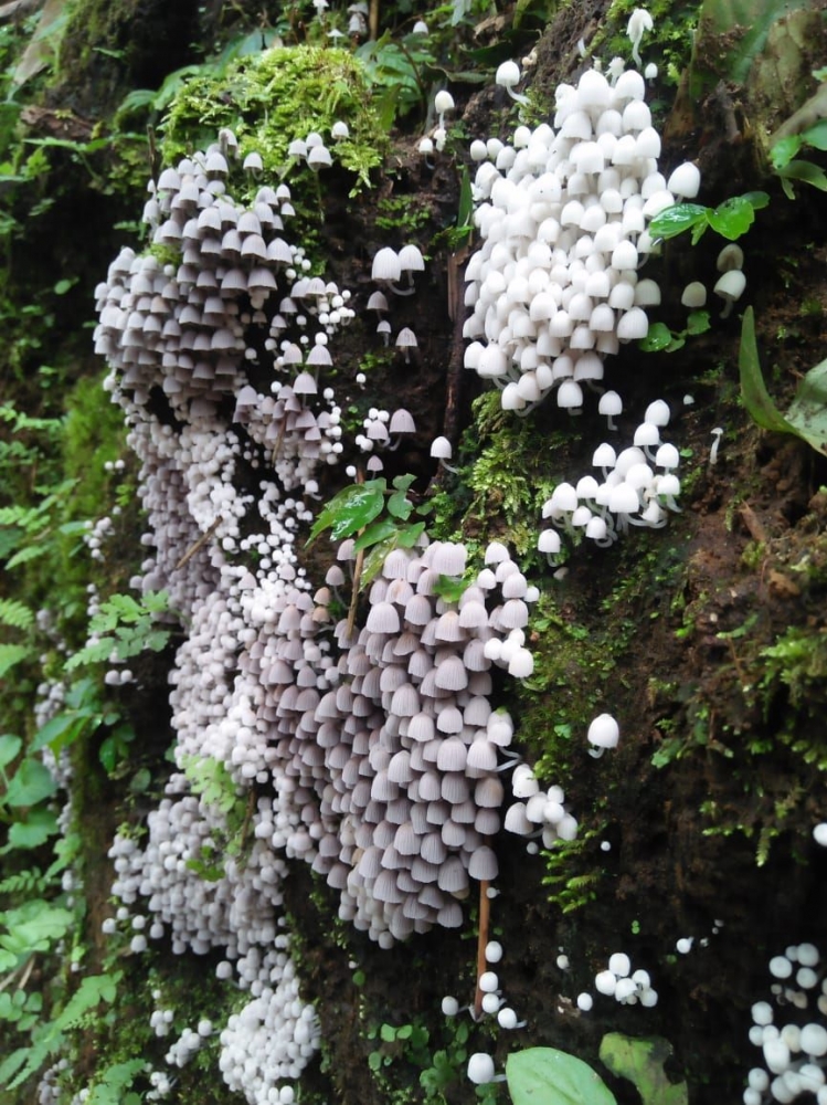 Tumbuhan jenis jamur yang menempel di bebatuan di jalur menuju Air Terjun Sikulikap (dokpri)