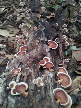 Tumbuhan jenis jamur yang hidup di sekitar lokasi Air Terjun Sikulikap (dokpri)