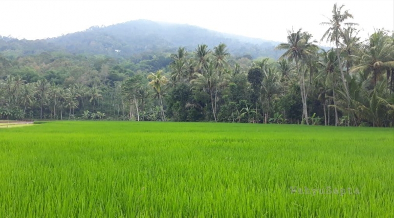 Alam yang hijau, saat musim penghujan, tunas mulai tumbuh, padi terhampar menghijau. Khas Indonesia yang beriklim tropis. (Dok. Wahyu Sapta).