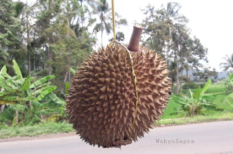Durian ini seharga 80.000 rupiah. Rasanya manis. (Dok. Wahyu Sapta).