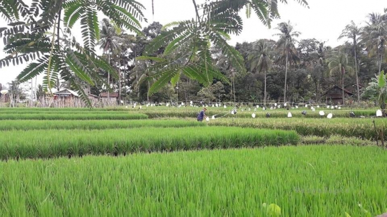 Pemandangan yang indah dengan udara yang masih bersih, membuat kita segar kembali. Senyum manispun terjelma. (Dok. Wahyu Sapta).