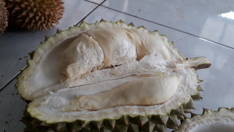 Durian Kangen dari Brongkolan Jambu Kabupaten Semarang. Meskipun putih warnanya, tetapi manis rasanya. (Dok. Wahyu Sapta).