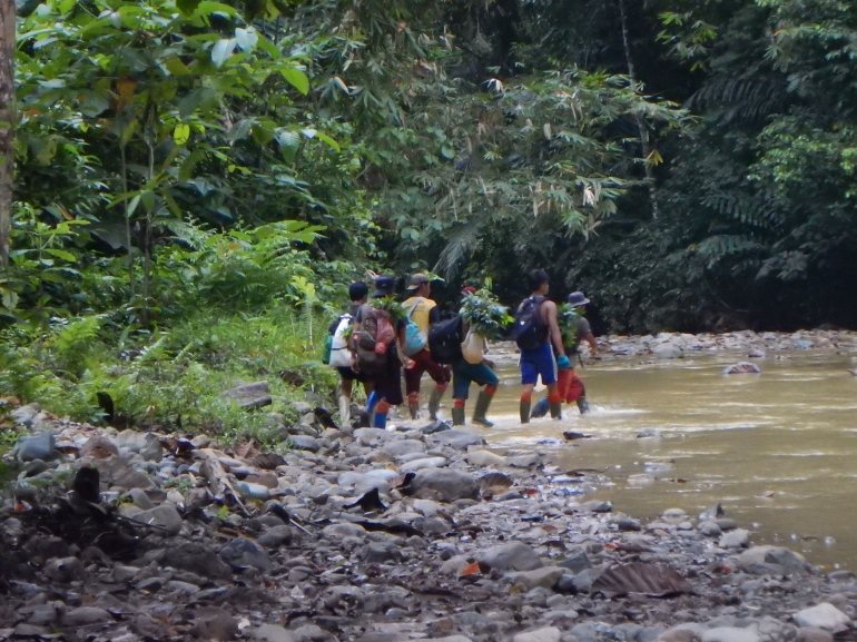 Para penambang yang pulang sambil membawa bibit pohon (Marahalim Siagian)