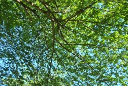 Pohon kersen di pekarangan dapat mengundang burung (Marahalim Siagian)