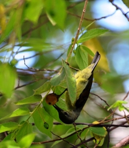 Memperkaya ruang terbuka hijau dan pekarangan dengan pohon penghasil pakan dapat mengundang burung kembali lingkungan perkotaan (Marahalim Siagian)