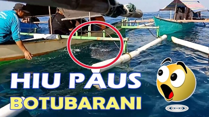 Melihat hiu paus di Desa Botubarani. (Foto Rahab Ganendra)