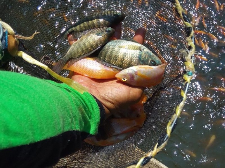 Ikan Nila. Dokpri