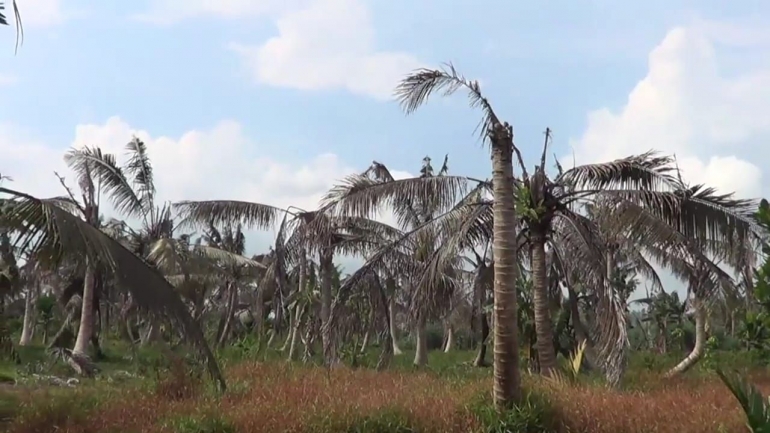 Kondisi kebun kelapa Desa Tanjung Simpang, Kecamatan Pelangiran, Kabupaten Inhil. Diduga akibat replanting perusahaan sawit--dokpri