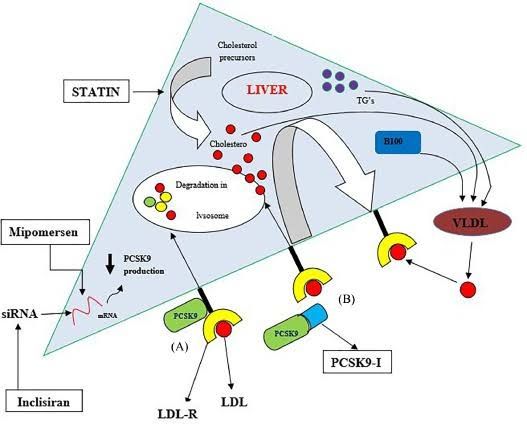 Cara kerja inclisiran dalam menghambat aktivitas gen PCSK9-I. Sumber: Science direct