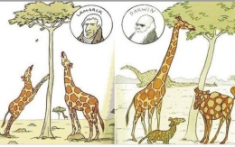 Evolusi menurut Lamarck dan Darwin | blog.ruangguru.com