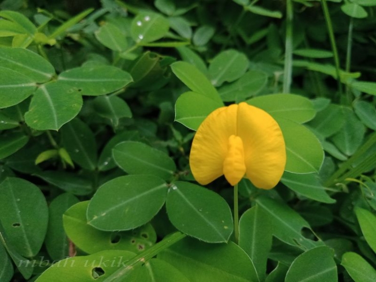 Si Kecil yang tersenyum indah walau tak diperhatikan. Dokumen pribadi