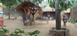 Zebra di dalam Wahana Afrika| Dokumentasi pribadi