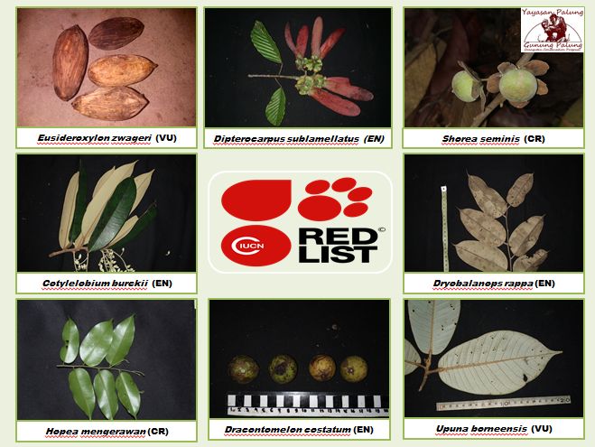 Status Konservasi Tumbuhan (8 jenis pohon) di Kalimantan Barat berdasarkan status IUCN Red List. Foto dok : Yayasan Palung