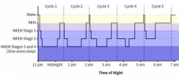 Hipnogram Orang Dewasa (Sumber: Why We Sleep, Matthew Walker) 