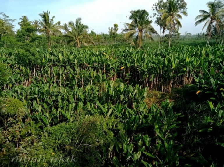 Kebun pisang kluthuk yang menawan. Desa Jenon. Dokpri