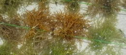 Gambar 1.3 Rumput Laut Eucheuma Cottoni--dokpri