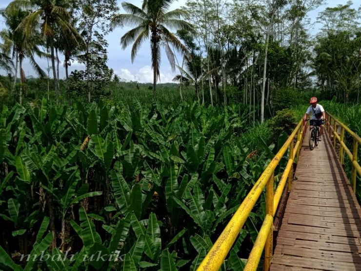 Kebun pisang kluthuk di Desa Jenon, Malang | dokpri
