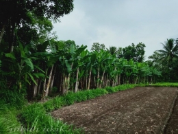 Kebun pisang kluthuk Desa Kedungrejo, Malang. Dokpri