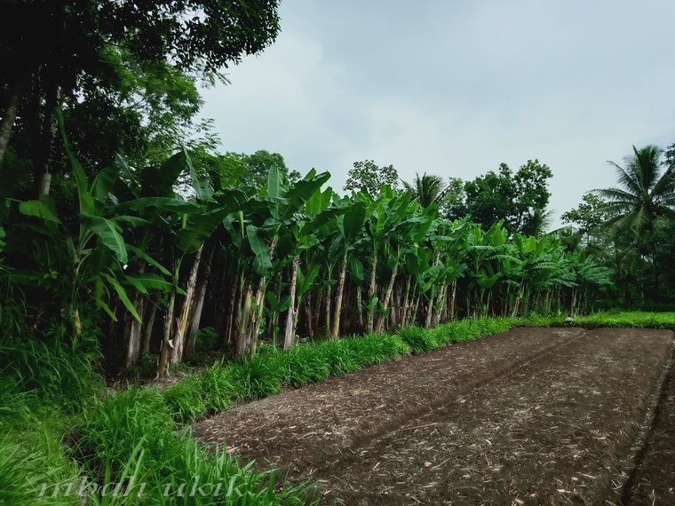 Kebun pisang kluthuk Desa Kedungrejo, Malang. Dokpri