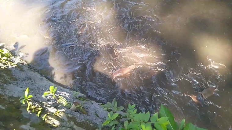 Di kolam ini ribuan ekor lele berkembang biak/dokpri