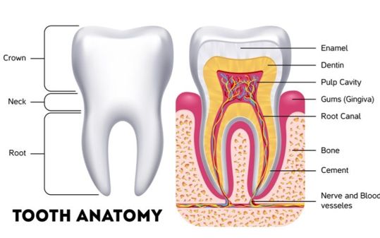 Sumber gambar: https://berkersfamilydentistry.com/