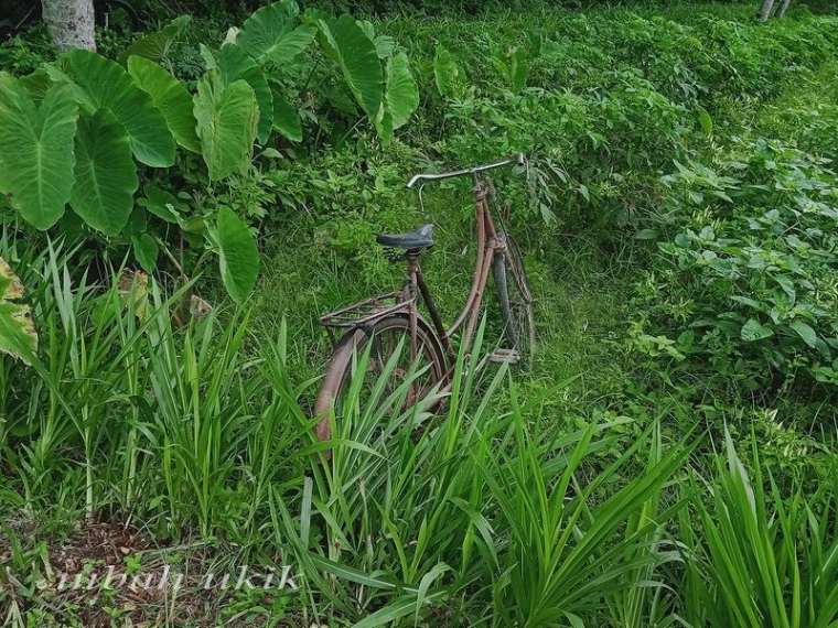 Sepeda onta wedok di Kedungrejo, Malang. Dokpri