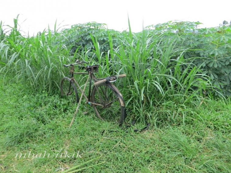 Sepeda onta lanang untuk mencari rumput di Lumajang. Dokpri