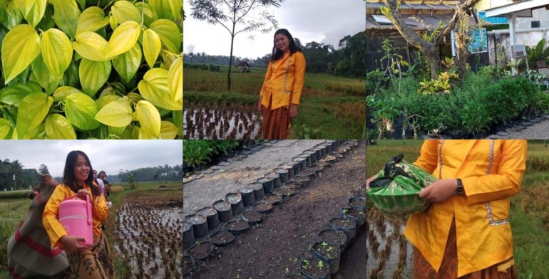 Budidaya tanaman organik & pertanian Desa Pagelaran | Dokpri