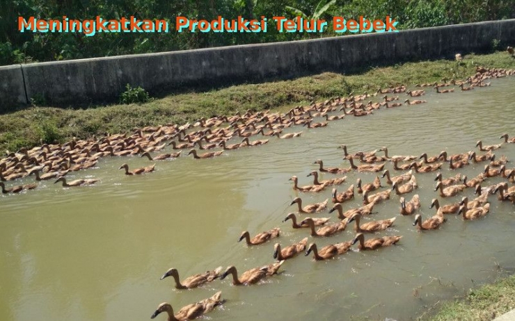 Meningkatkan produksi telur bebek. Dokpri