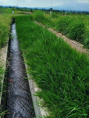 dokumen pribadi: rumput Bahia di Muara, Ciapus, Bogor.