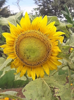 bunga Matahari. Photo by Ari