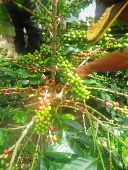 Gambar 3, Sampel pohon kopi di kebun Kompol. Ridwansyah, sarat dengan buah (Doc. FMT)
