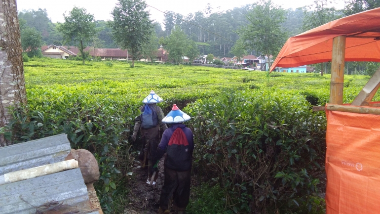 Foto dua orang petani yang habis pulang bekerja di kebun teh. Dokpri