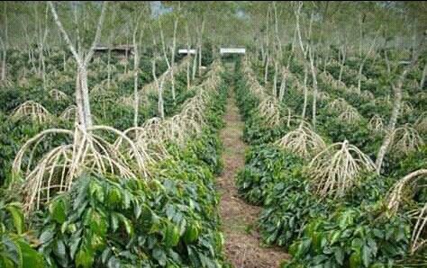 Gambar 2, Kebun Kopi milik Zaini yang terawat dengan sangat baik (Doc. FMT)