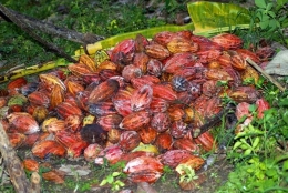 Panen kakao (Dokpri)