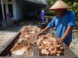 Petani kakao asal Jawa di Desa Makarti Jaya sedang melakukan pemilihan biji kakao (Dokpri))
