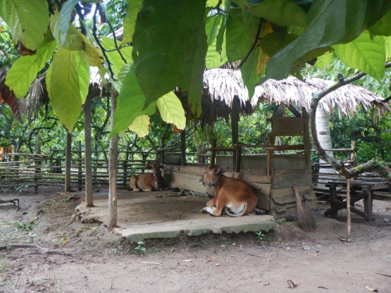 Integrasi kebun kakao dan sapi (Dokpri)