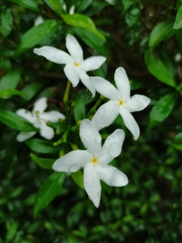 Hujan di hari Jum'at akhir Januari (dokpri)