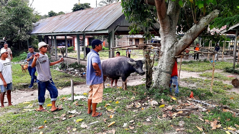 Kerbau yang akan dikurbankan (Dokumentasi pribadi)