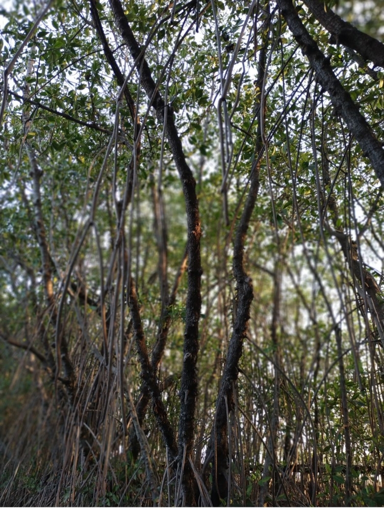Mangrove | Dok Pri