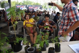 penyuluhan tentang kultivasi tanaman ganja di Thailand. sumber bloomberg.com